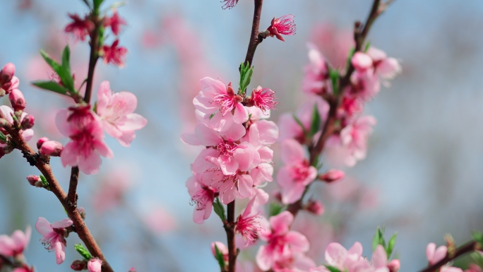 唯美桃花