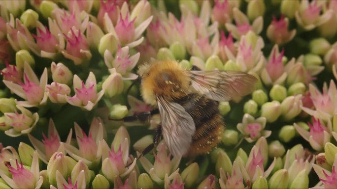 在夏日的阳光明媚的日子里，蜜蜂在公园花园里的石竹花上寻找花蜜。带翅膀的大型昆虫镜头