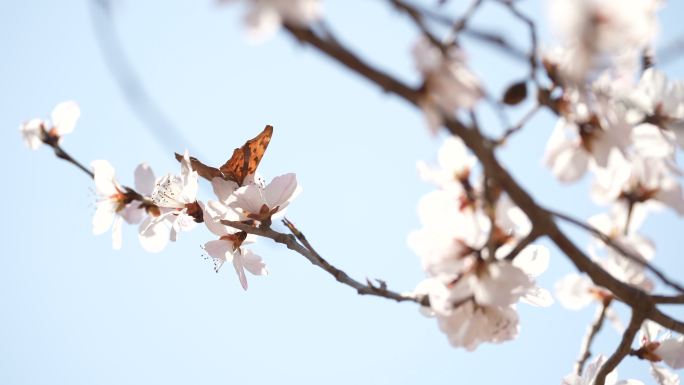 春天 桃花开