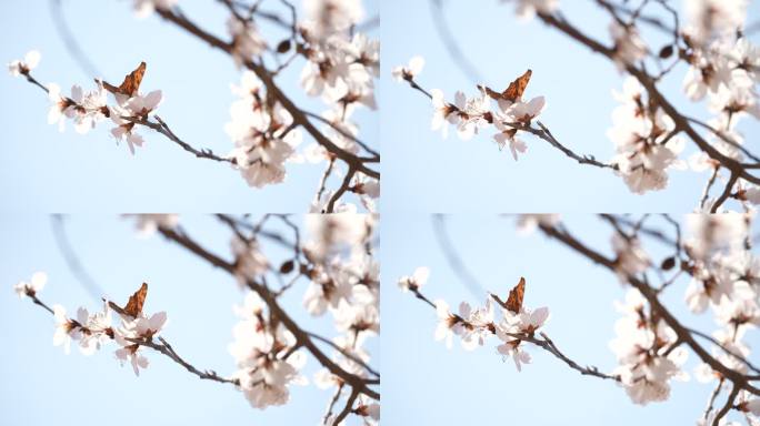 春天 桃花开