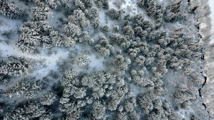 螺旋下降的照片拍摄于犹他州乡村的雪林上空