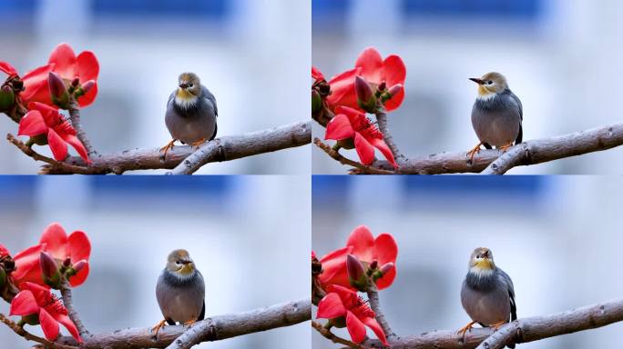 木棉花上的鸟、丝光椋鸟唱歌