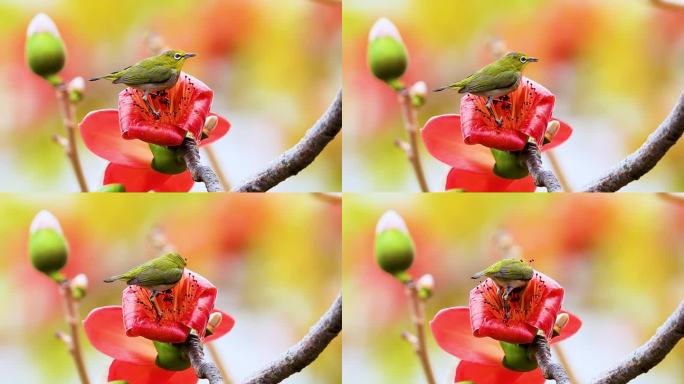 木棉花上的鸟、暗绿绣眼