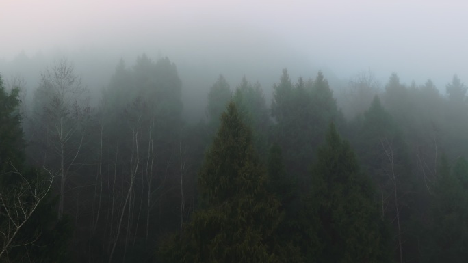森林自然雾气