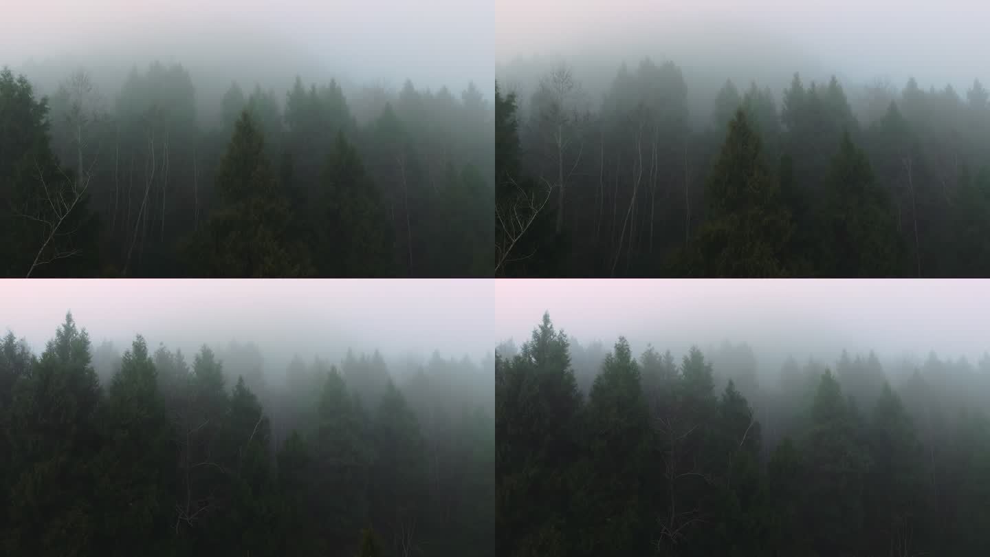 森林自然雾气