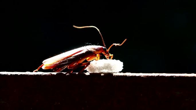 蟑螂被墙上的杀虫剂毒死了