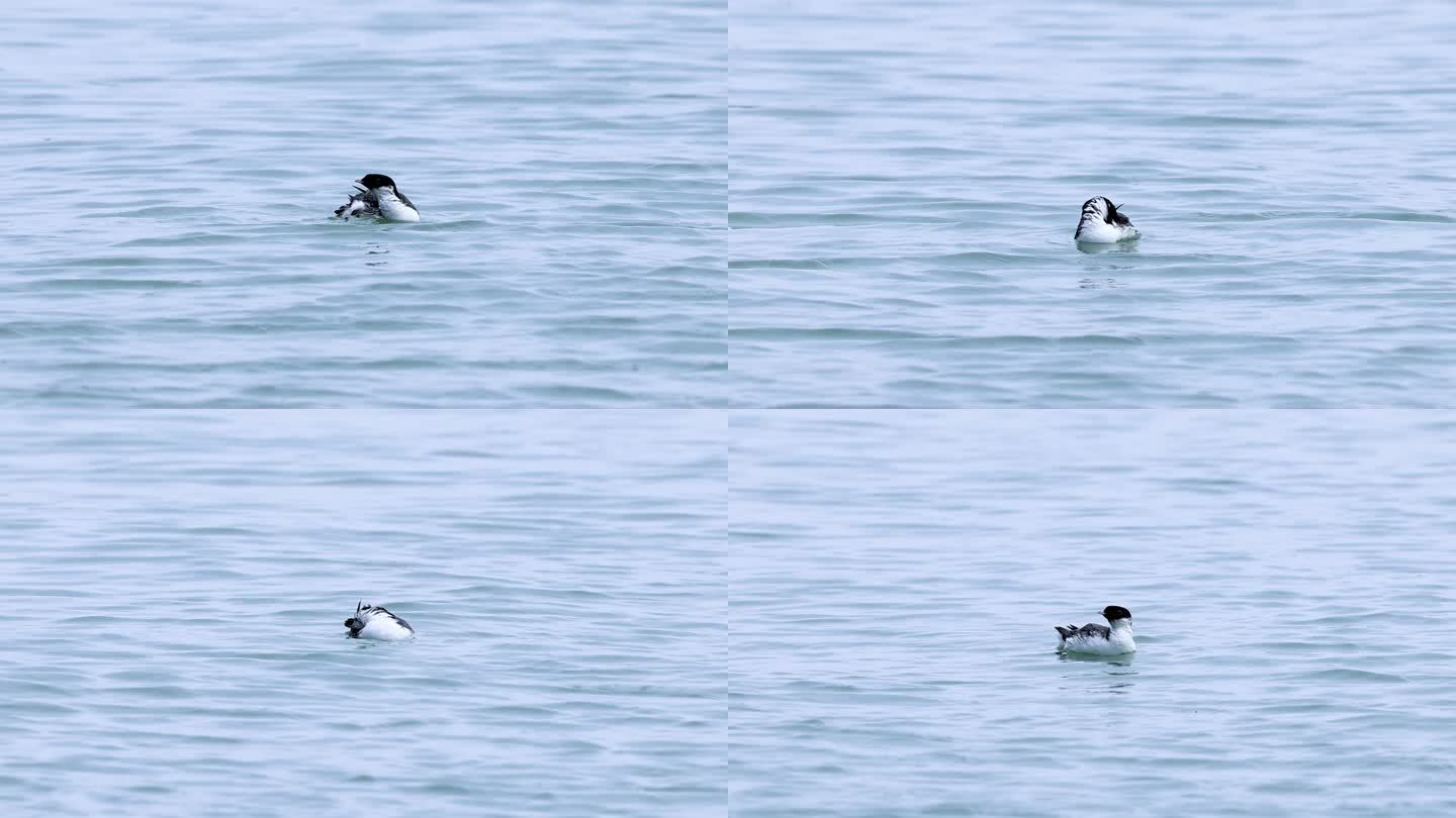 深圳湾稀见鸟类-----扁嘴海雀清理羽毛