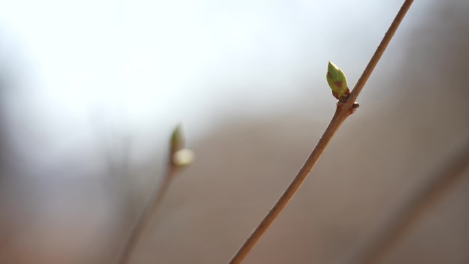 春天 树木 发芽