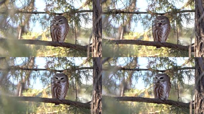 一只栖息在松树上的北方锯磨猫头鹰醒来后打了个哈欠，然后环顾四周。