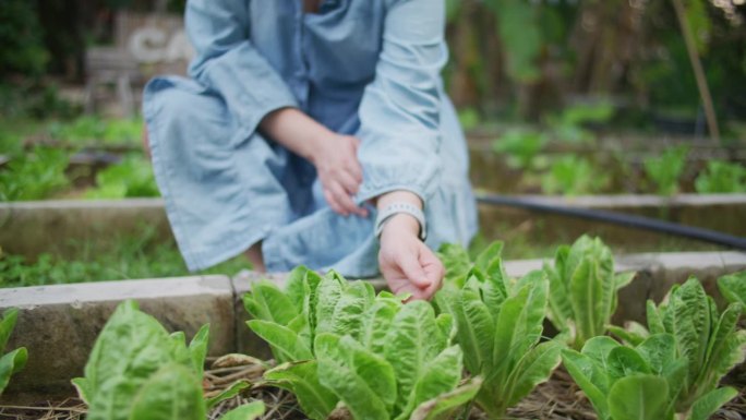 可持续农业农家院有机蔬菜种植