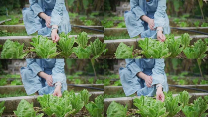 可持续农业农家院有机蔬菜种植