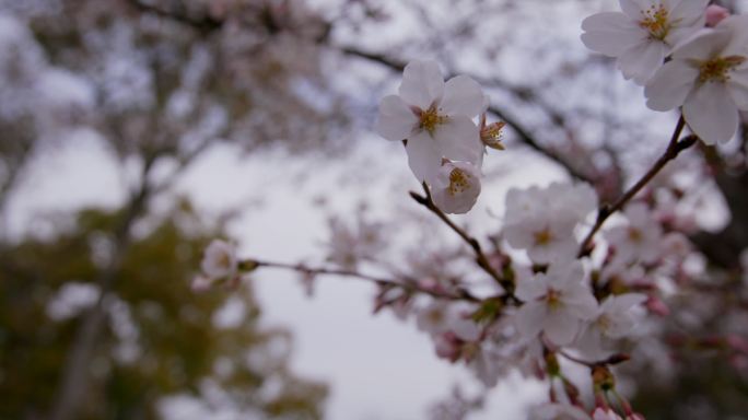 03樱花 游客公园赏樱花 大阪城堡 日本