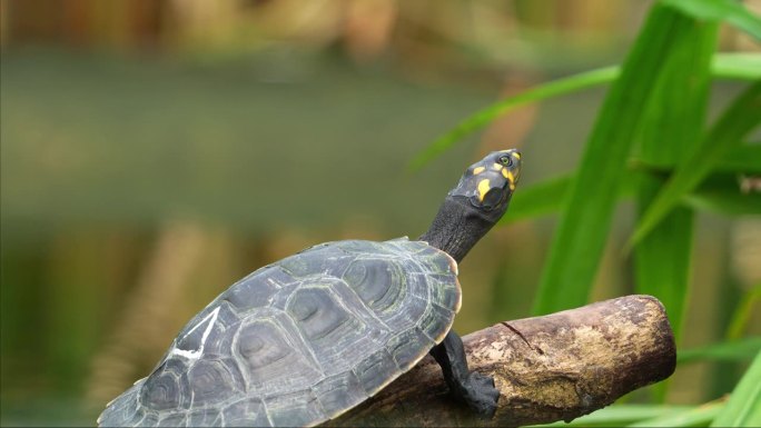 这是一只脆弱的爬行动物，幼年黄斑河龟，podocnemis unifilis，在阳光下在湖边的沉木上