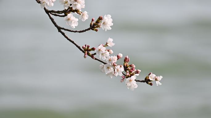 春天白色樱花绽放自然风光