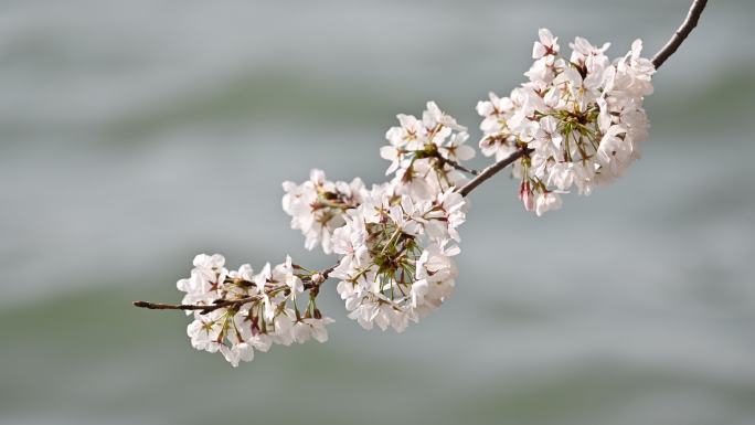 春天白色樱花绽放自然风光