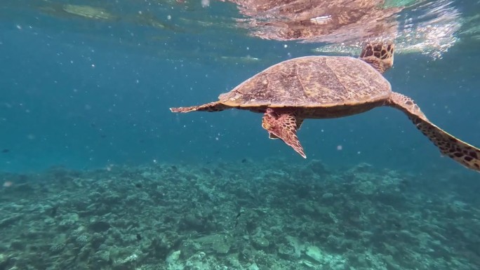 Hawksbill Sea Turtle Surface to Breathe, Swimming 