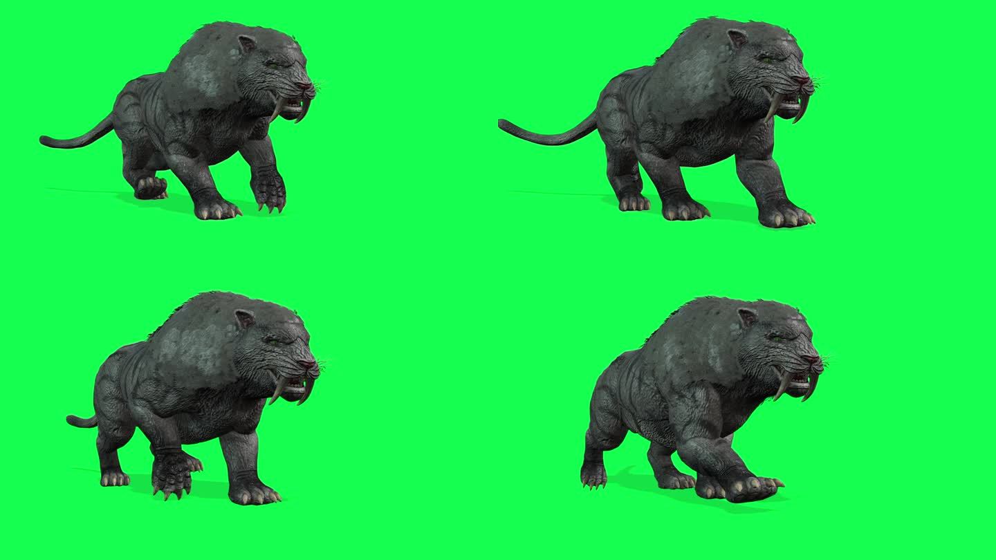 动画-详细的3D模型的剑齿虎咆哮的表达孤立的绿色色度键背景。