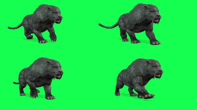 动画-详细的3D模型的剑齿虎咆哮的表达孤立的绿色色度键背景。