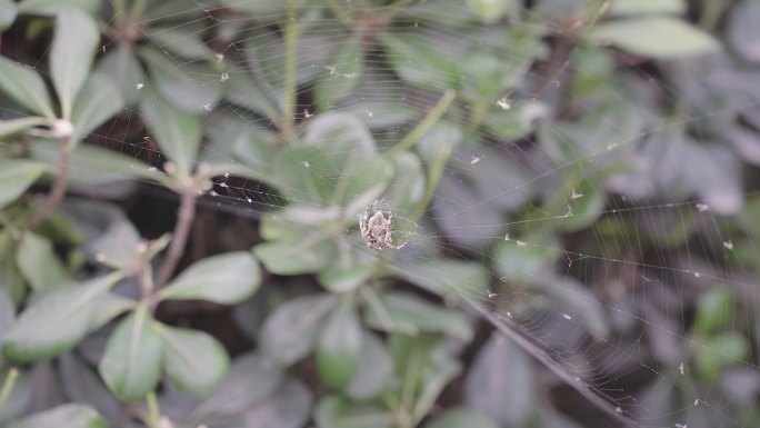 自然界美丽的蜘蛛网 蜘蛛结网蛛丝