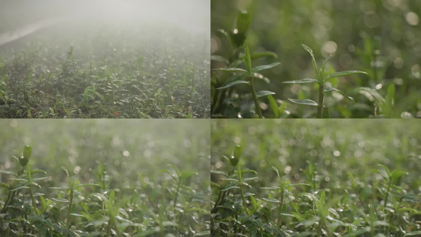 x0007雨露植物生长 中药材 铁皮石斛