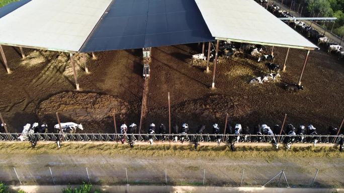 奶牛养殖场工厂生产的无人机鸟瞰图在农业领域