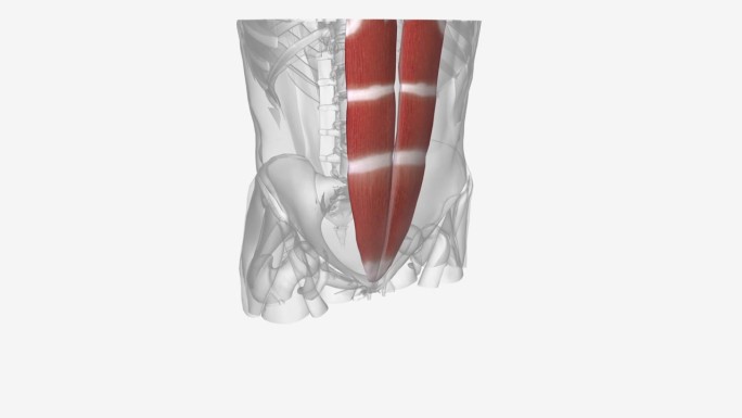 腹直肌悬挂在肋骨和骨盆前面的耻骨之间。