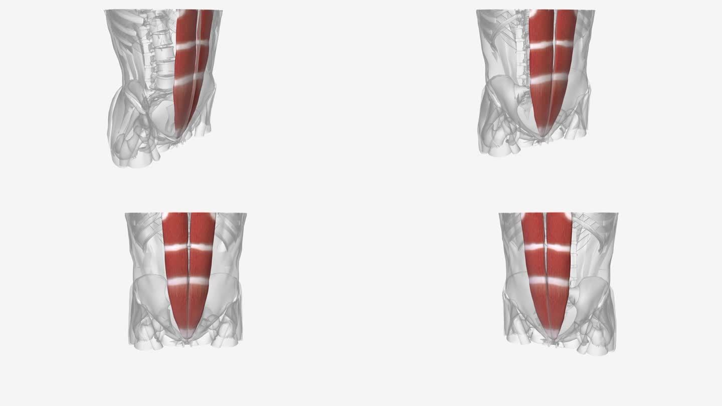 腹直肌悬挂在肋骨和骨盆前面的耻骨之间。