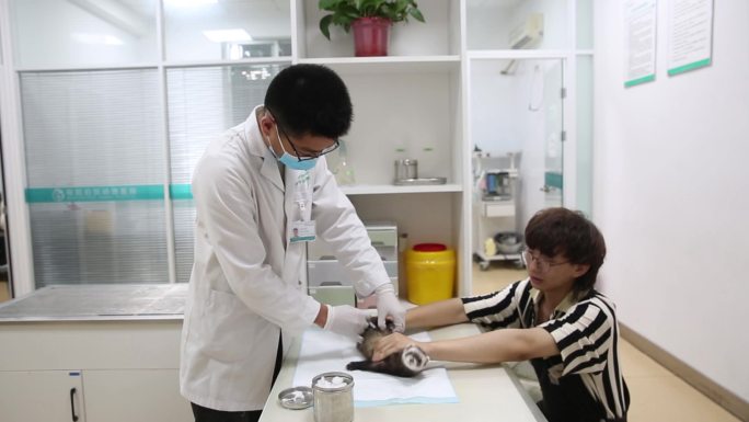 宠物貂 兽医 宠物检查 宠物貂疫苗注射
