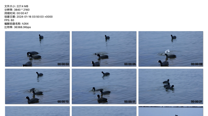 “平静水面上的舞者：黑鸟的优雅时刻”