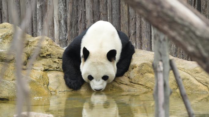 成都熊猫基地大熊猫大毛喝水