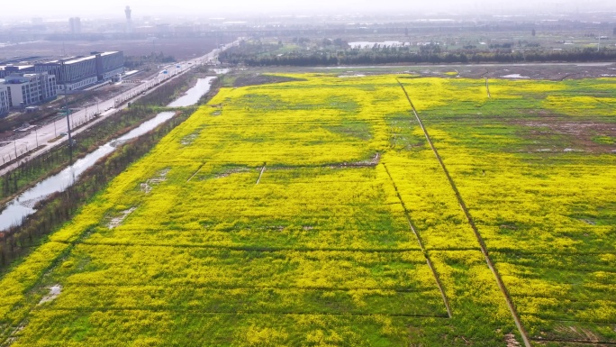 台州湾新区，聚海大道，油菜花海，航拍