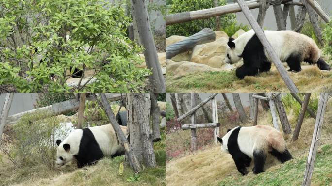 成都熊猫基地大熊猫雄浜