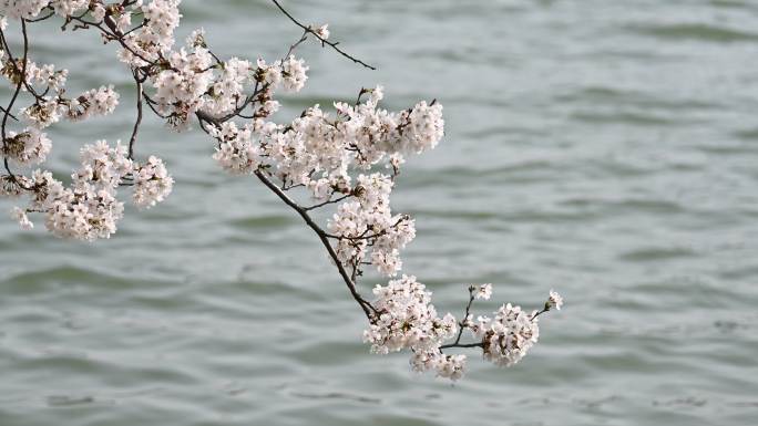 春天白色樱花绽放自然风光