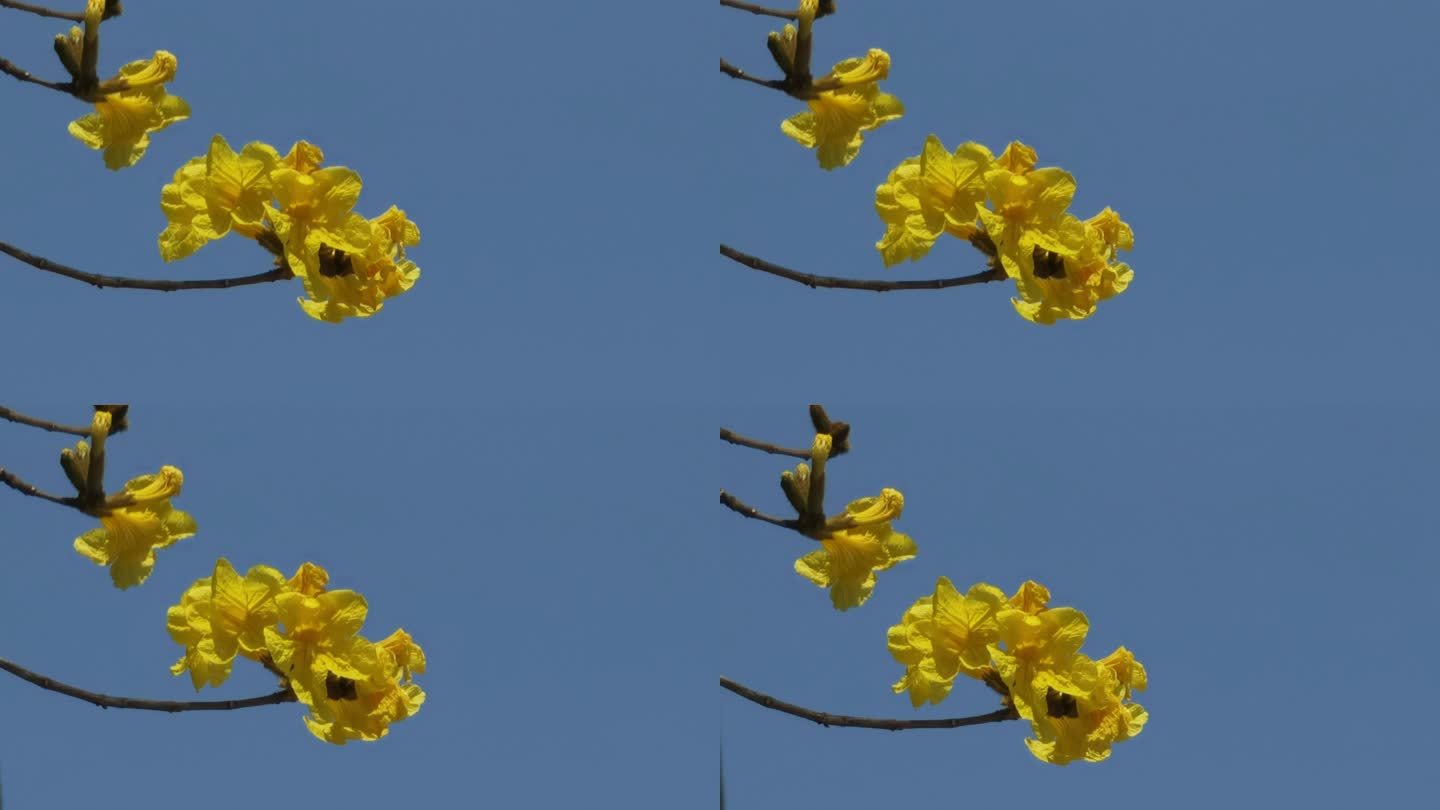 空镜素材：春天蓝天下摇曳的黄花风铃木
