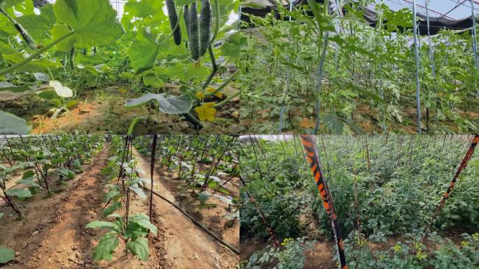 大棚西瓜及蔬菜种植