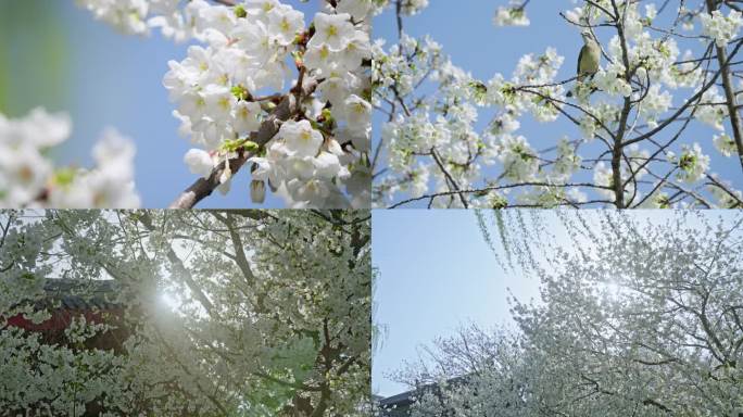 济南五龙潭樱花