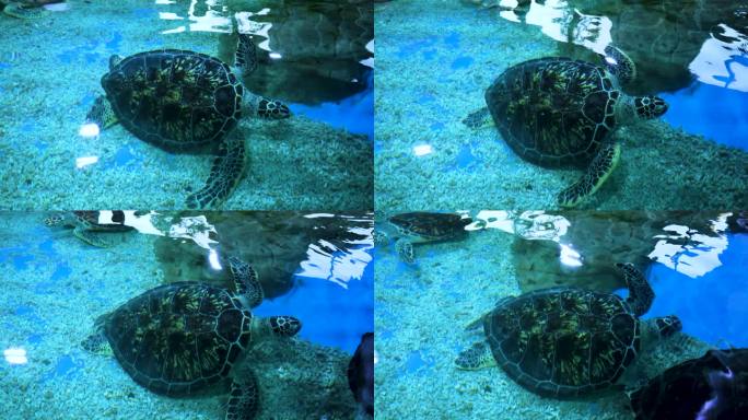 海龟爬行 海龟
