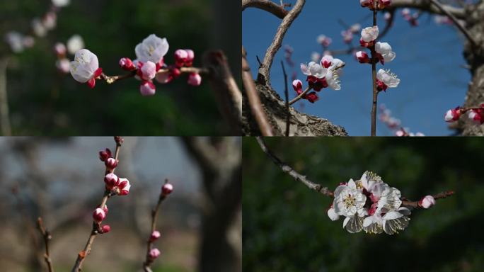 春暖花开