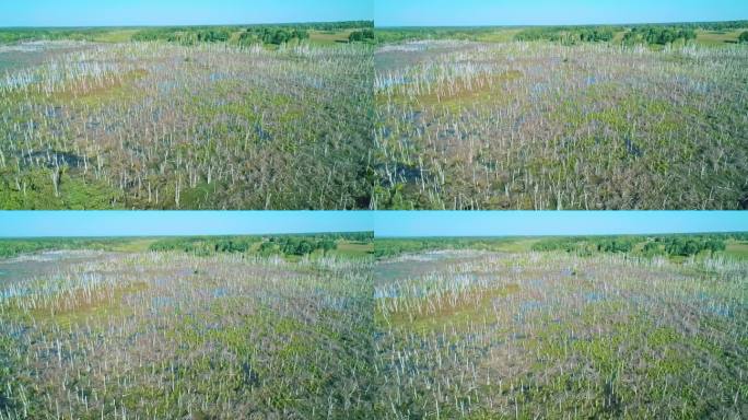 空中拍摄的沼泽被淹没的白桦林，水面上的蓝天反射