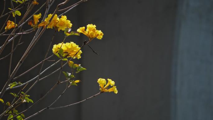 黄花风铃木-春天盛开黄色花朵绽放