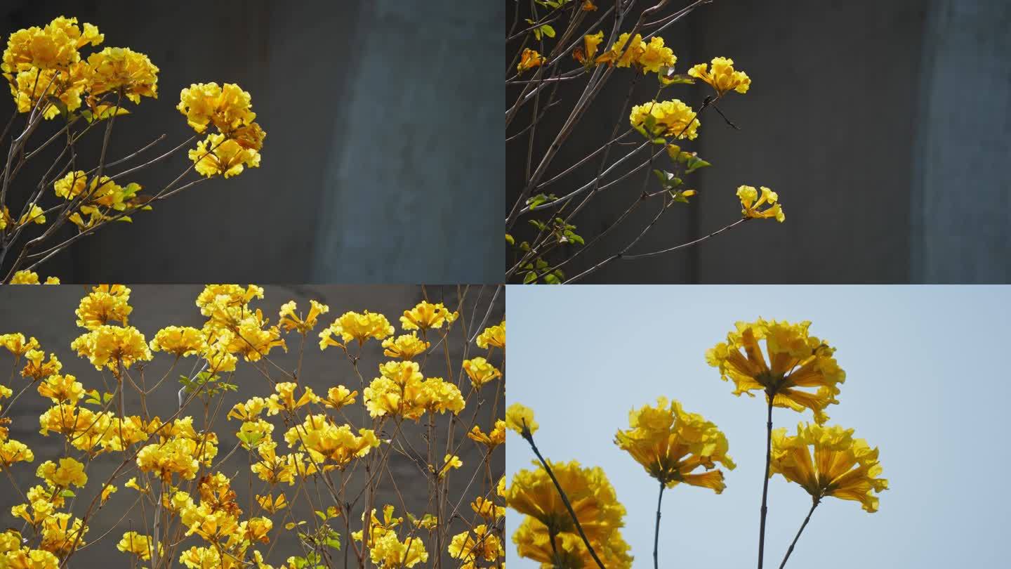 黄花风铃木-春天盛开黄色花朵绽放