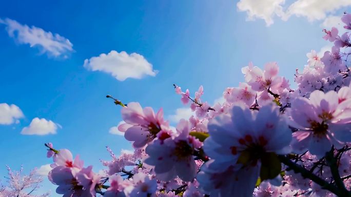 春天花朵小花春色鲜花 春色立春春风春分