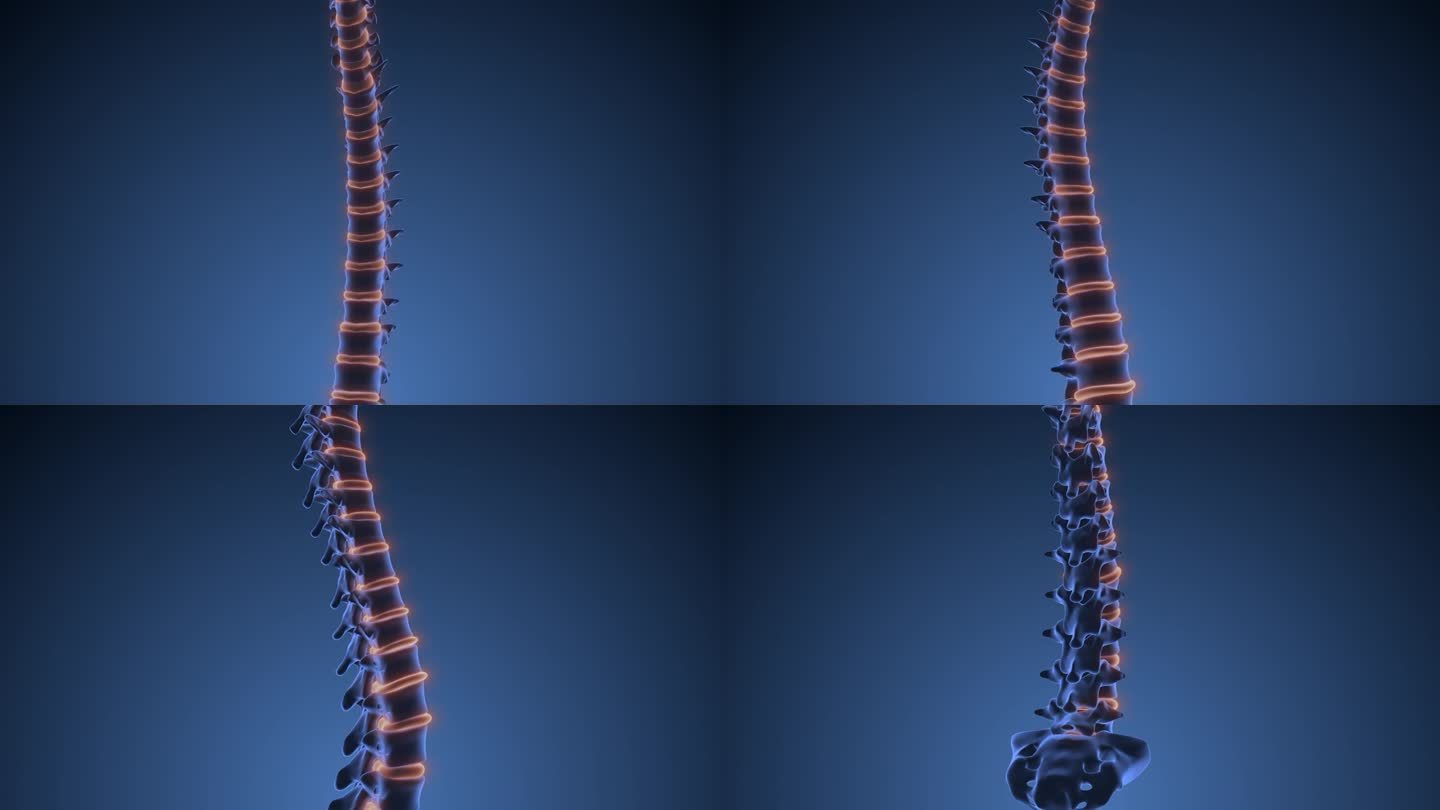 人体脊髓椎体医学动画