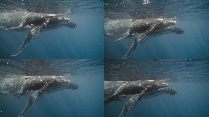 在瓦瓦乌汤加遇到座头鲸;清澈的水下镜头，妈妈和孩子并排梯队游泳。