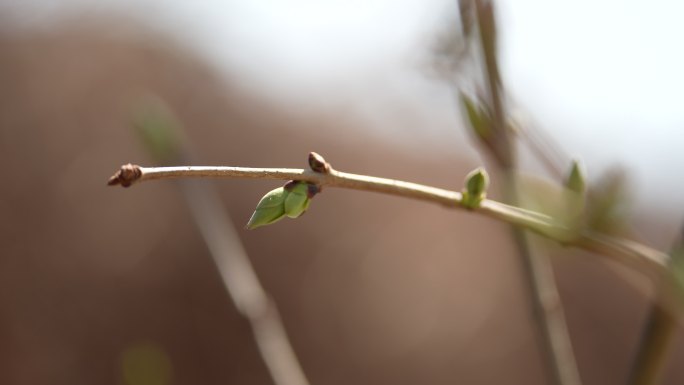 春天 树木 发芽