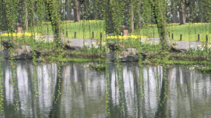 （慢镜）春风吹动湖边刚发芽的柳条竖版