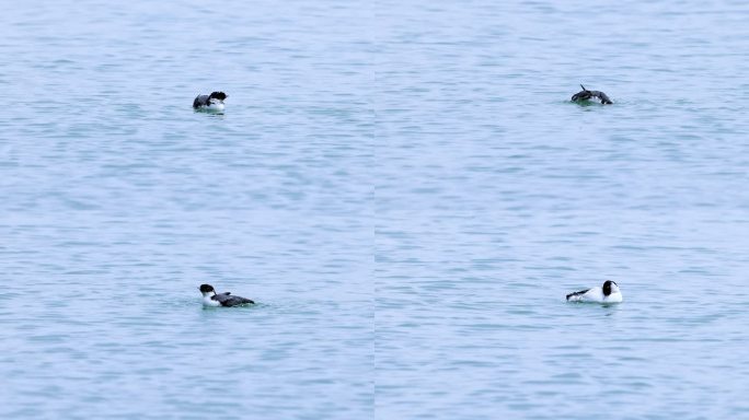 深圳湾稀见鸟类-----扁嘴海雀清理羽毛