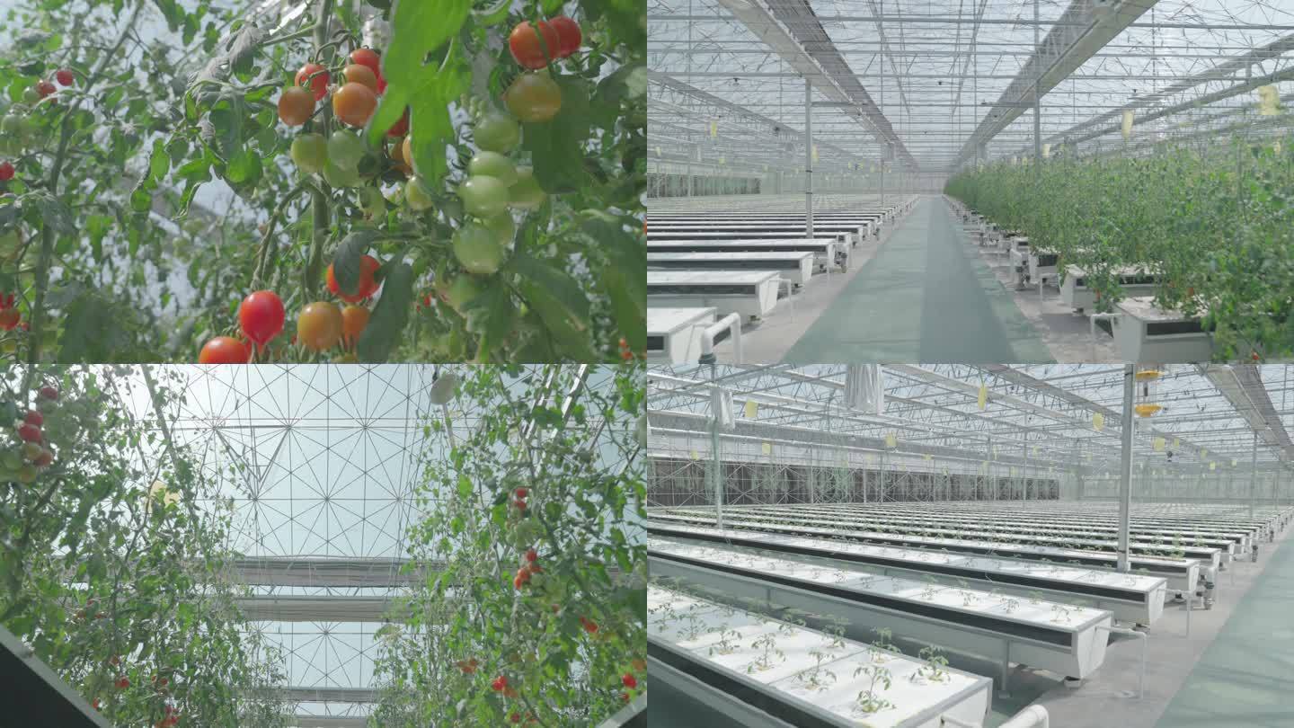 农业温室科技种植乡村振兴蔬菜智慧育苗大棚