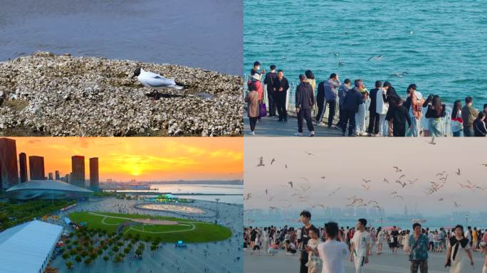 人与自然 海鸥 大海 和谐