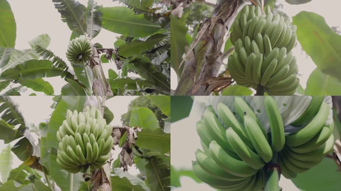T0790香蕉树